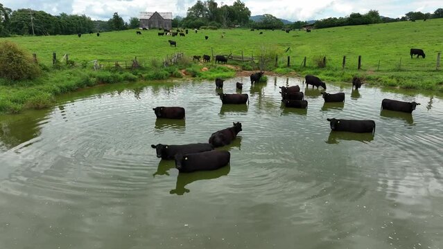 Cattle wade and swim in polluted water by meadow pasture. Aerial in USA. Rural farming theme.