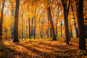 Beautiful trail in autumn forest. Sunshine through the trees. Autumn leaves, gold yellow orange vivid colors. Fall adventure background, nature freedom tranquil foliage. Peaceful sunny landscape path