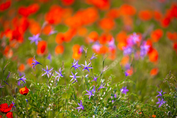 Spring flowers under the rays of sunlight. Lilac flower close-up. Beautiful landscape of nature. Hi spring. Beautiful flowers on a green meadow.