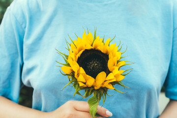Female hands holding fresh yellow sunflower on blue t-shirt background. Love Ukraine concept....