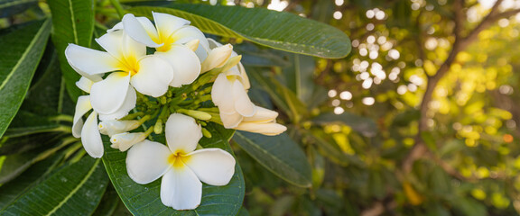 Booming yellow white frangipani or plumeria, spa flowers with green leaves on tree in evening light with natural blurred green background. Love floral closeup, exotic nature. Tropical garden pattern