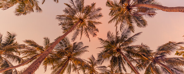 Romantic vibes of tropical palm tree with sun light on sky background. Outdoor sunset exotic foliage, closeup nature landscape. Coconut palm trees and shining sun over bright sky. Summer spring nature © icemanphotos