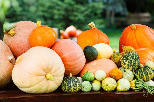 Kolorowe dynie - dyniobranie - jesienne zbiory dyni ozdobnych