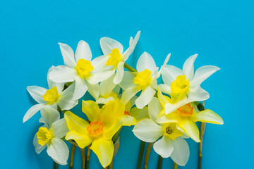 White and yellow daffodils on a blue background. Flower with orange center. Spring flowers. A simple daffodil bud. Narcissus bouquet. Floral concept.