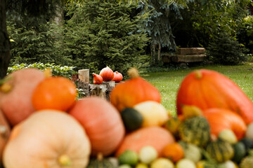 Fototapeta Ozdobne dynie na halloween, jesienna dekoracja w ogrodzie, październik  obraz