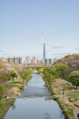 Fototapeta na wymiar Cherry Blossom Trees Announce Spring in Seoul