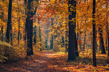 Beautiful trail in autumn forest. Sunshine through the trees. Autumn leaves, gold yellow orange vivid colors. Fall adventure background, nature freedom tranquil foliage. Peaceful sunny landscape path