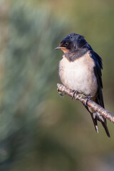 Barn swallow