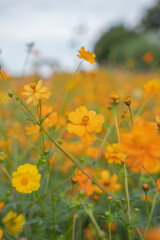 Obraz na płótnie Canvas field of yellow flowers