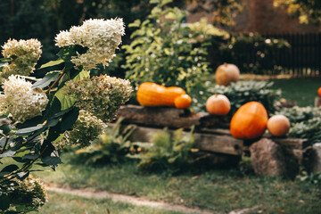 Dynie ozdobne - jesień w ogrodzie 