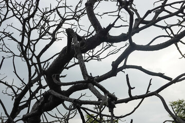 Tree twigs without Leaves in the park at Sun set