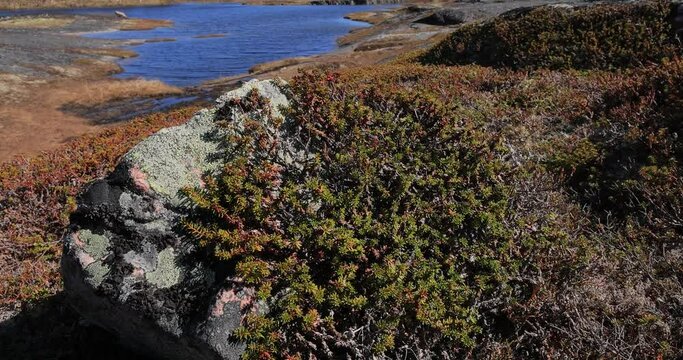 Arctic Tundra. Empetrum is a genus of three species of dwarf evergreen shrubs in the heath family Ericaceae. They are commonly known as crowberries and bear edible fruit.