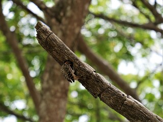 The cardinal woodpecker burrowing through wood in a Sulawesi forest.