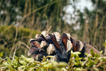 Tannenzapfen - Moos - Autumn - Pinecone
