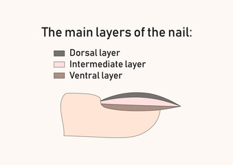 The main layers of the nail. 