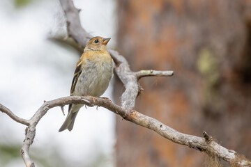 Brambling