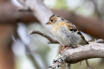 Brambling
