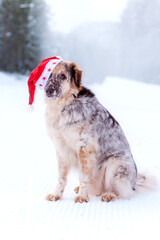Big dog in santa hat sitting on snow forest road