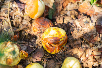 Bad harvest of apples, food waste on the ground. Selective focus.