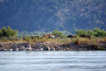 Troupeau de chevaux face à la lagune de Butrint