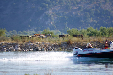 Hors-bord sur la lagune de Butrint face à un troupeau de chevaux