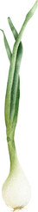 Hand-drawn watercolor green onions illustration isolated on transparent background. Green salad organic vegetable. Allium. Gardening. Healthy vegetarian food, cooking ingredient, harvest season time