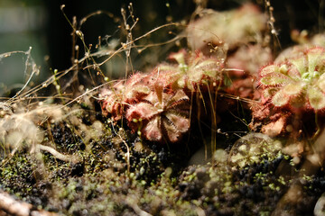 Fleischfressende Pflanze 