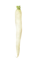 Hand-drawn watercolor daikon illustration isolated on white background. White radish, winter radish. Vegetables collection. Healthy vegetarian food, cooking ingredient, harvest time
