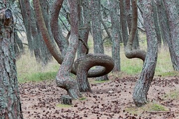 dancing forest trees, curved in an unusual shape