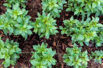 Cut flower netting. Plant support net. Using plastic garden netting to support snapdragon plants.