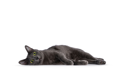 Young adult Korat cat, laying down on side very relaxed. Looking straight to camera with green eyes. Isolated on a white background.