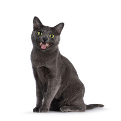 Young adult Korat cat, sitting up facing front. Mouth wide open talking. Looking straight to camera with green eyes. Isolated on a white background.