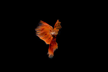  Siamese fighting fish.Multi color fighting fish isolated on black background.	