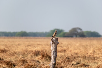 A Common Kestrel aka Falco tinnunculus perched on a dead wood of a tree trunk at the Velavadar National Park near Bhavnagar in Gujarat, India.