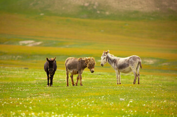 Donkey grazing on a green meadow. Herd of donkeys in the pasture, hardy animals in agriculture. Livestock in the mountains.