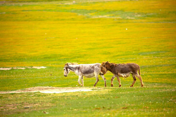 Naklejka na ściany i meble Donkey grazing on a green meadow. Herd of donkeys in the pasture, hardy animals in agriculture. Livestock in the mountains.