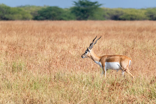 A juvenile male blackbuck with horns grazing in the grasslands of the Velavadar National Park near Bhavnagar in Gujarat, India.