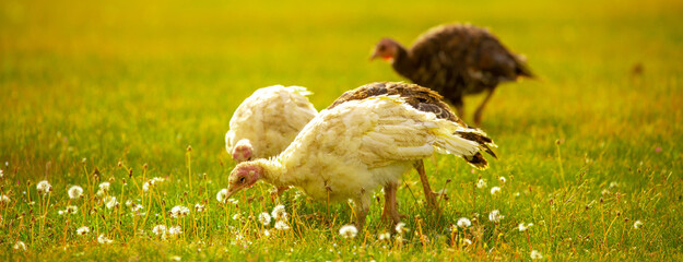 Turkeys walk on the grass in a green meadow in a pasture. Animal husbandry and agriculture in the mountains. © Vera