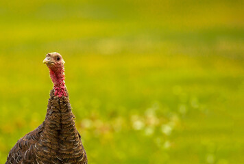 Turkeys walk on the grass in a green meadow in a pasture. Animal husbandry and agriculture in the mountains.