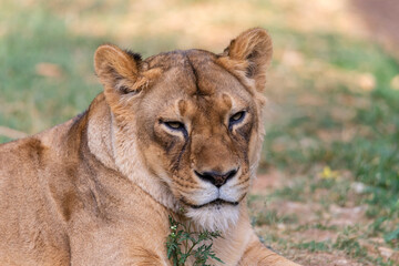 Obraz na płótnie Canvas A portrait of a lioness relaxing on grass in a park in India