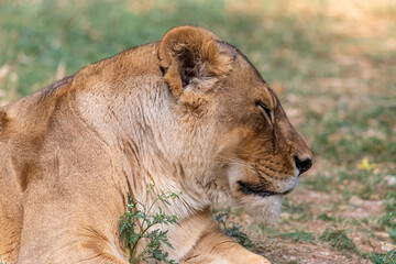 A portrait of a lioness relaxing on grass in a park in India