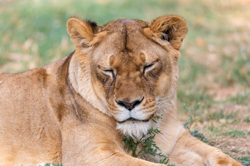 Naklejka na ściany i meble A portrait of a lioness relaxing on grass in a park in India
