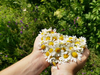Daisies in men's hands against the background of green grass