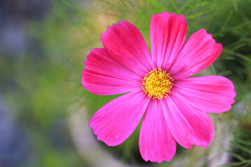 Fototapeta premium close-up of pink zinnia flower. Image has shallow depth of field.