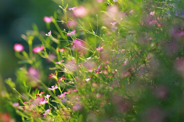 vintage soft tone, Abstract nature background with grass in the meadow and sunset. picture can used wallpaper desktop or copy space for add text message. Nature concept.