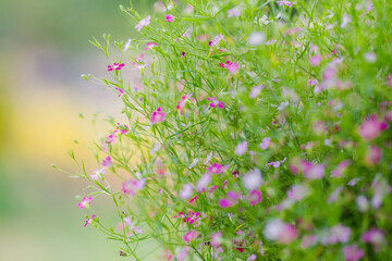 vintage soft tone, Abstract nature background with grass in the meadow and sunset. picture can used wallpaper desktop or copy space for add text message. Nature concept.