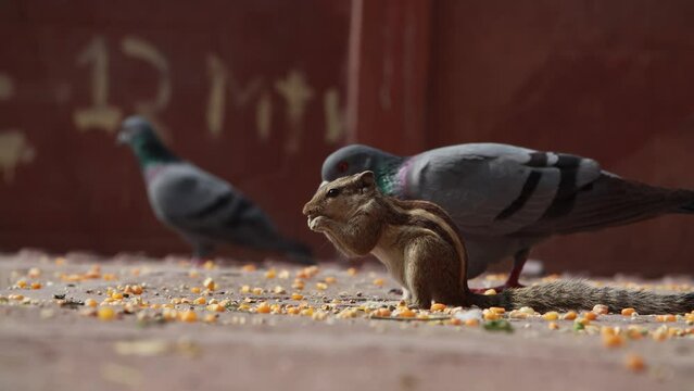 Indian palm squirrel or three-striped palm squirrel (Funambulus palmarum) is a species of rodent in the family Sciuridae found naturally in India (south of the Vindhyas) and Sri Lanka.