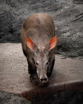 Closeup vertical shot of a nocturnal wild aardvark walking alone