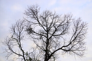 Fototapeta na wymiar Silhouette of leafless tree with clouds sky background