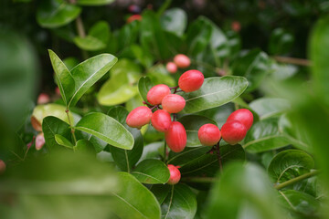 Pink fruit at tree, Karonda fruit